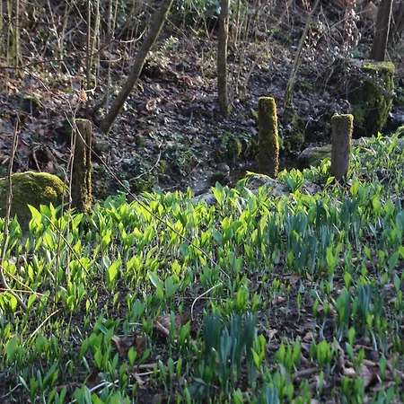 Am Ring - Ruhiges Im Gruenen, Fruehstueck Auf Eigener Terrasse Mit Morgensonne Und Fusslaeufig Zum Badeplatz Schwarzindien Am Mondsee Sankt Lorenz