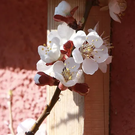 Homestay szállás Am Ring - Ruhiges Im Gruenen, Fruehstueck Auf Eigener Terrasse Mit Morgensonne Und Fusslaeufig Zum Badeplatz Schwarzindien Am Mondsee