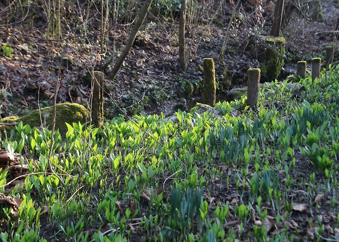 Am Ring - Ruhiges Im Gruenen, Fruehstueck Auf Eigener Terrasse Mit Morgensonne Und Fusslaeufig Zum Badeplatz Schwarzindien Am Mondsee Sankt Lorenz (Vocklabruck)