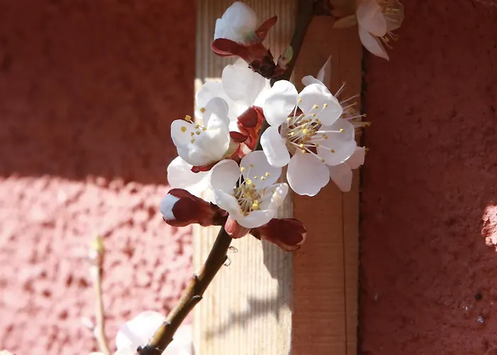 Accommodatie bij particulieren Am Ring - Ruhiges Im Gruenen, Fruehstueck Auf Eigener Terrasse Mit Morgensonne Und Fusslaeufig Zum Badeplatz Schwarzindien Am Mondsee